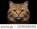 Close-up of a cat's muzzle on a black background - Generative A\I 109098088