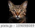 Close-up of a cat's muzzle on a black background - Generative A\I 109098089