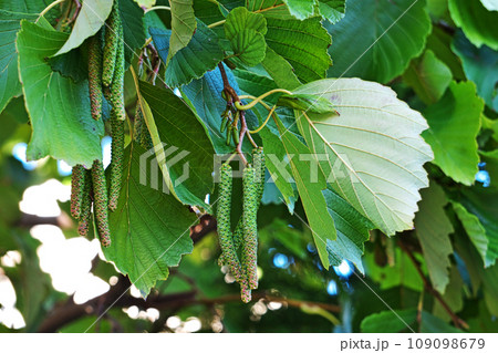 ハンノキの花（雌花と雄花序）（秋、十一月） 109098679