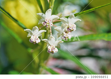 白と薄紫色のフウセントウワタの花（秋、十一月） 109098851