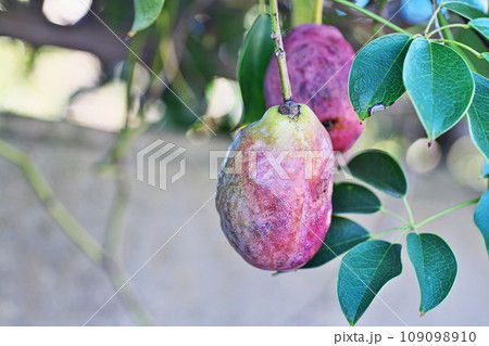 赤いムベの実（秋、十一月） 109098910