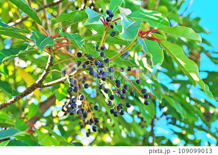 丸い実を沢山つけたユズリハの木（秋、十一月） 109099013