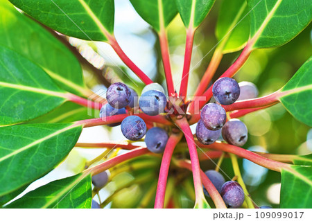 丸い実を沢山つけたユズリハの木(秋、十一月) 丸い実を沢山つけたユズリハの木(秋、十一月) 109099017