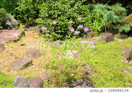 ワイルドベルガモットの花 ワイルドベルガモットの花 109099134