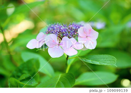 hydrangea flower - Stock Photo [109099139] - PIXTA