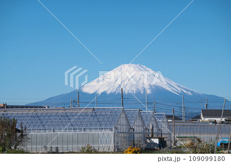 茅ヶ崎の野菜畑から見る雪をかぶった富士山（秋、十一月） 109099180