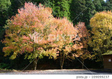 三重の滝の紅葉 三重の滝の紅葉 109099237