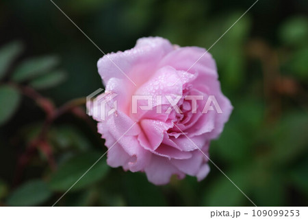 朝露に濡れたピンク色の薔薇の花びら。みずみずしい。 朝露に濡れたピンク色の薔薇の花びら。みずみずしい。 109099253