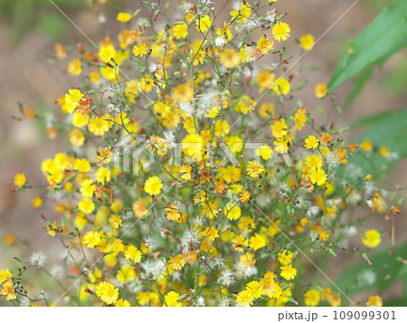 ヤブタビラコの花の咲く風景 ヤブタビラコの花の咲く風景 109099301