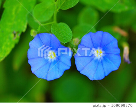 コンブルブスの花の生態写真 コンブルブスの花の生態写真 109099570