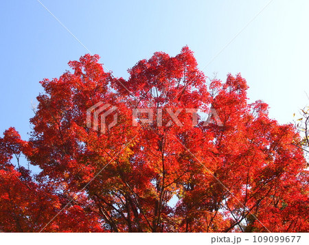 紅葉したイロハモミジの風景 109099677