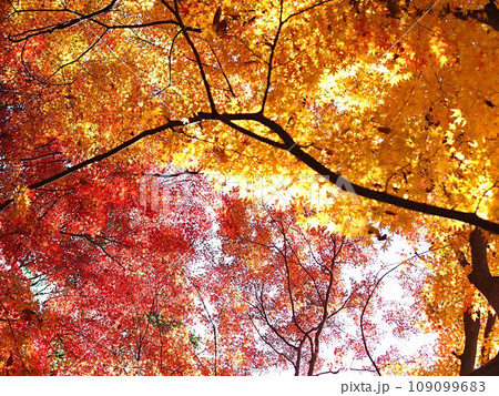 紅葉したイロハモミジの風景 109099683