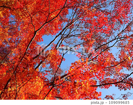 紅葉したイロハモミジの風景 109099685