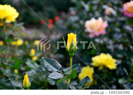 神代植物公園　黄色と赤いバラの花 109100390