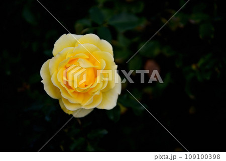 神代植物公園 黄色と赤いバラの花 神代植物公園 黄色と赤いバラの花 109100398