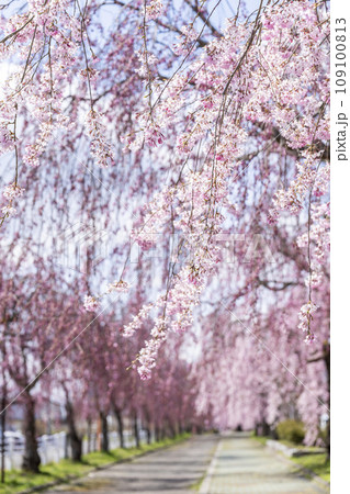 鮮やかに咲いた日中線のしだれ桜並木 福島県喜多方市 鮮やかに咲いた日中線のしだれ桜並木 福島県喜多方市 109100813