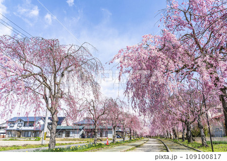 鮮やかに咲いた日中線のしだれ桜並木 福島県喜多方市 鮮やかに咲いた日中線のしだれ桜並木 福島県喜多方市 109100817