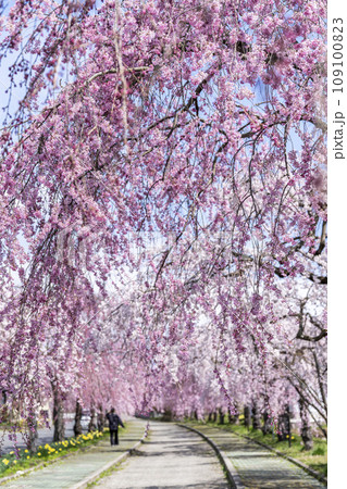 鮮やかに咲いた日中線のしだれ桜並木　福島県喜多方市 109100823