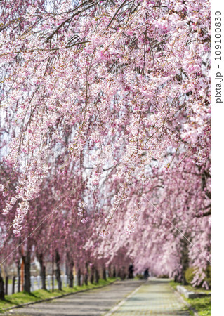 鮮やかに咲いた日中線のしだれ桜並木　福島県喜多方市 109100830