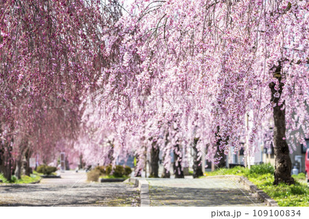 鮮やかに咲いた日中線のしだれ桜並木　福島県喜多方市 109100834