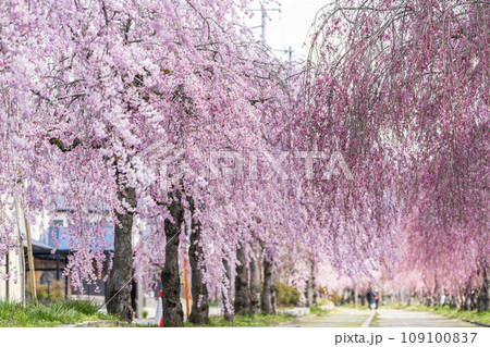鮮やかに咲いた日中線のしだれ桜並木 福島県喜多方市 鮮やかに咲いた日中線のしだれ桜並木 福島県喜多方市 109100837