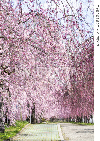 鮮やかに咲いた日中線のしだれ桜並木　福島県喜多方市 109100841
