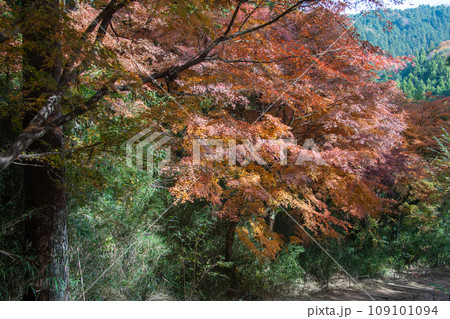 2023年高尾山で出会った紅葉 2023年高尾山で出会った紅葉 109101094