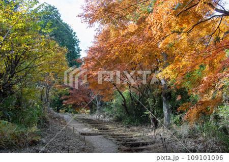 2023年高尾山で出会った紅葉 2023年高尾山で出会った紅葉 109101096
