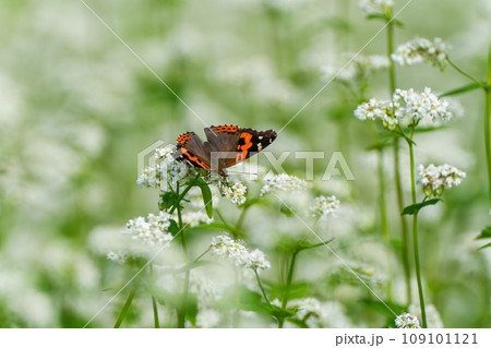 満開の白い蕎麦の花の蜜を吸うアカタテハ 109101121