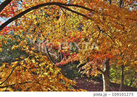 錦秋の西山公園 109101275