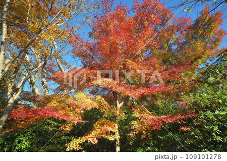 錦秋の西山公園 109101278