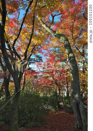 錦秋の西山公園 109101280