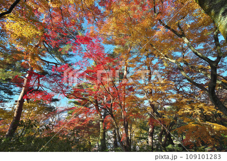 錦秋の西山公園 錦秋の西山公園 109101283