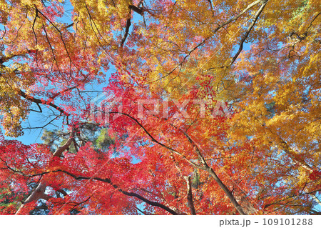錦秋の西山公園 錦秋の西山公園 109101288