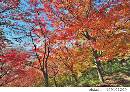 錦秋の西山公園 錦秋の西山公園 109101299