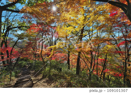 錦秋の西山公園 109101307