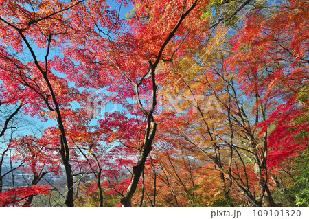 錦秋の西山公園 錦秋の西山公園 109101320