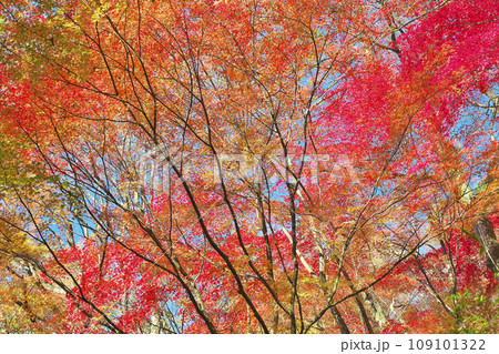 錦秋の西山公園 109101322