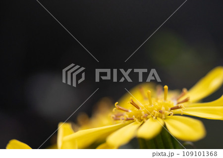 ツワブキの花 ツワブキの花 109101368