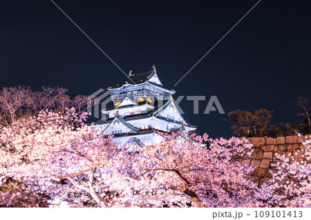 大阪城の桜ライトアップ 大阪城の桜ライトアップ 109101413