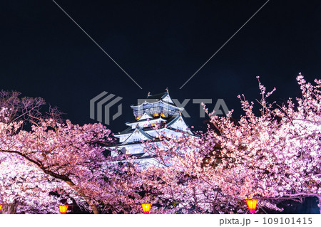 大阪城の桜ライトアップ 大阪城の桜ライトアップ 109101415