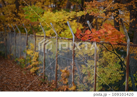 手の届く紅葉 109101420