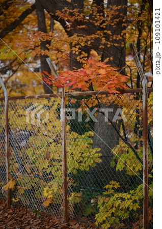 手の届く紅葉 手の届く紅葉 109101421