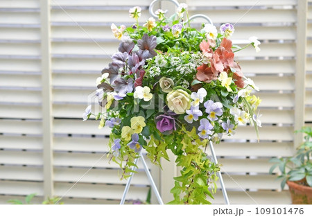 葉牡丹とビオラとカラーリーフのハンギング 葉牡丹とビオラとカラーリーフのハンギング 109101476