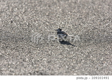 餌を見つけたハクセキレイ 餌を見つけたハクセキレイ 109101491