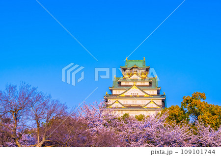 西日に輝く大阪城と桜 西日に輝く大阪城と桜 109101744