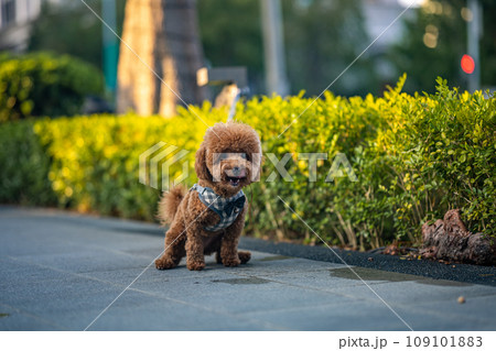 犬 狗 わんこ 109101883