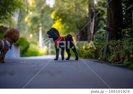 犬 狗 わんこ 109101929