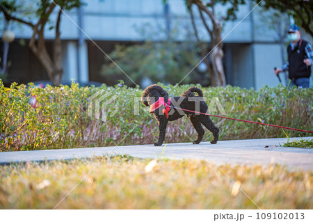 犬 狗 わんこ 109102013