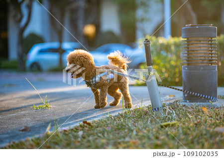 犬 狗 わんこ 109102035